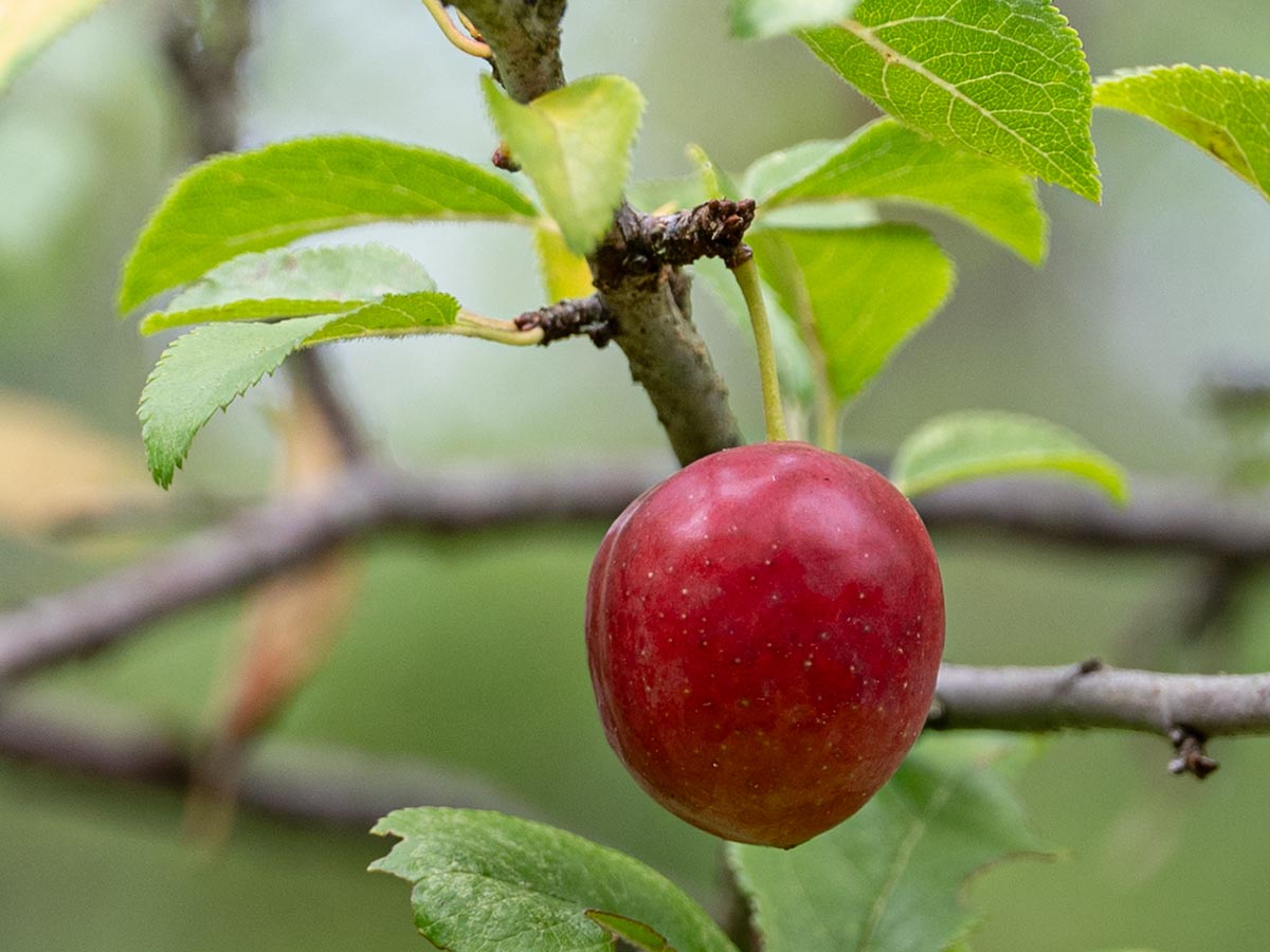 Frucht